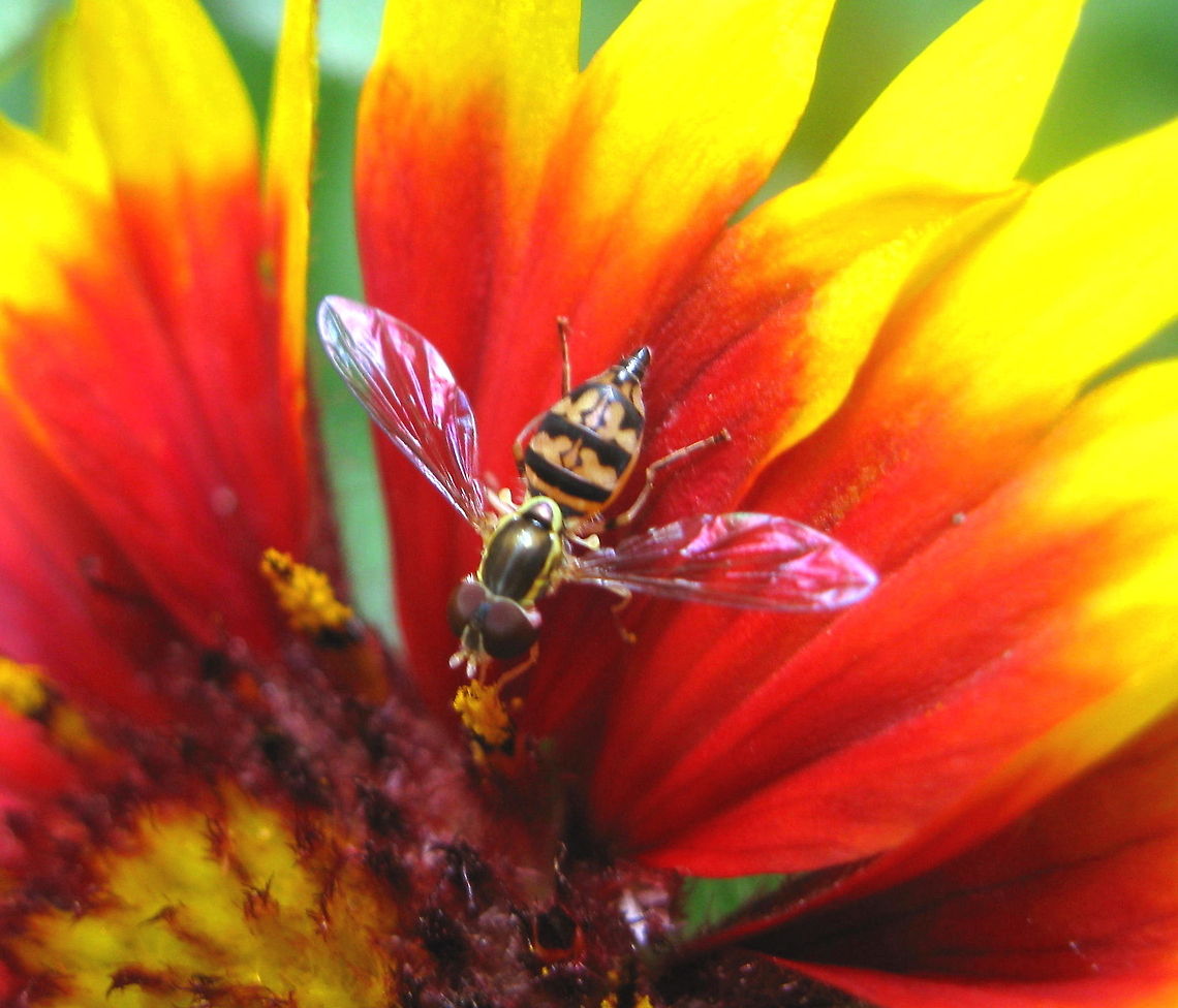 Hover Fly on a Gaillardia (blanket flower) This Hover Fly (also known as Flower Fly or Wasp Mimic) looks fantastic on this Red Blanket Flower in my front yard garden in Kane PA. American hoverfly,Eupeodes americanus,Geotagged,Melangyna viridiceps,Toxomerus geminatus,Toxomerus marginatus,United States