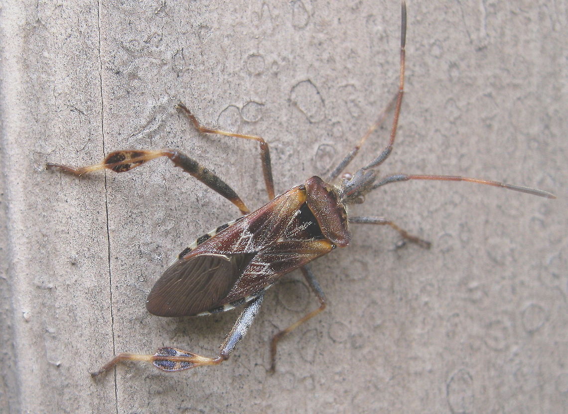 Leaf-Footed Stink Bug These bugs are abundant in the summer months in Pennsylvania. Geotagged,Leaf-footed stink bug,Leptoglossus fulvicornis,United States