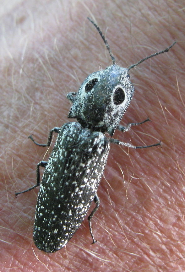 Eastern Eyed Click Beetle This elongated beetle  looks as though it has 2 huge black eyes on its back, thus the name Eyed Click Beetle. The one in this photo landed on my husband&#039;s arm and posed for a picture! Alaus oculatus,Geotagged,United States