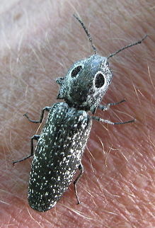 Eastern Eyed Click Beetle This elongated beetle  looks as though it has 2 huge black eyes on its back, thus the name Eyed Click Beetle. The one in this photo landed on my husband's arm and posed for a picture! Alaus oculatus,Geotagged,United States