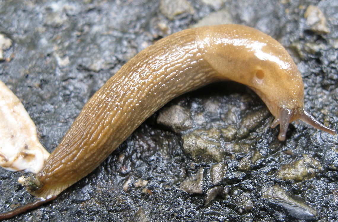 Deroceras reticulatum, grey garden slug These interesting creatures are a common site in gardens and wet, damps areas. Most people cringe at the sight of them and will usually drown them in beer or kill them with salt. These slugs vary in color from tan (like the one pictured here) to dark grey. Shown here, this slug is slowly making its way across the road. Common slug snake,Deroceras reticulatum,Geotagged,Grey Garden Slug,Pareas monticola,United States