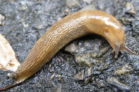 Deroceras reticulatum, grey garden slug These interesting creatures are a common site in gardens and wet, damps areas. Most people cringe at the sight of them and will usually drown them in beer or kill them with salt. These slugs vary in color from tan (like the one pictured here) to dark grey. Shown here, this slug is slowly making its way across the road. Common slug snake,Deroceras reticulatum,Geotagged,Grey Garden Slug,Pareas monticola,United States