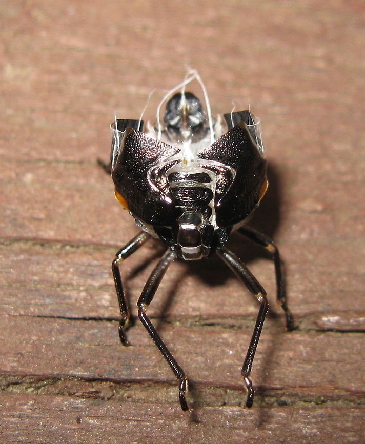 Unknown This is a different angle of this critter. Maybe it will help identify it. Geotagged,United States