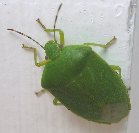 Green Stink Bug We have an abundance of these stink bugs in our yard and in the woods around our property. Acrosternum hilare,Geotagged,Green stink bug,United States