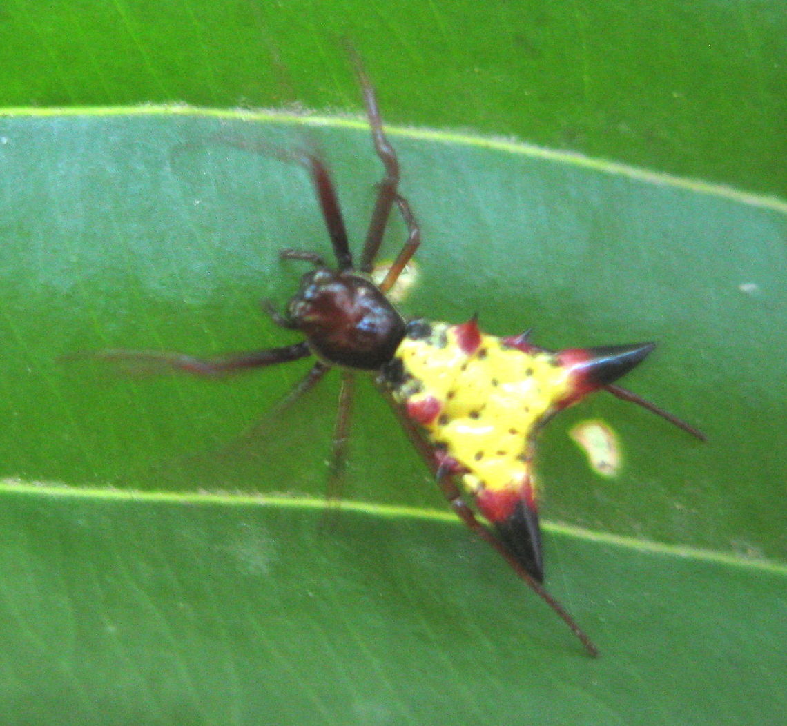 Micrathena sagitatta     Arrow-shaped Micrathena Spider Although this picture is not crisp and clear, the shape and color of this Arrow-shaped spider is an easy ID. Easily spotted on a leaf in my yard, I was able to grab my camera and take this picture. Definitely not one of my best shots but a very interesting spider just the same! Geotagged,Micrathena sagittata,United States