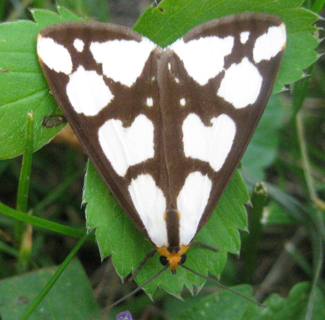 Confused Haploa Moth – Haploa confusa A small triangle shaped moth with big white spots on brown wings and a orange face. Another great find in my flower garden. Confused Haploa,Geotagged,Haploa confusa,Moth Week 2018,United States