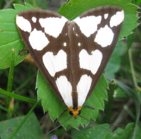 Confused Haploa Moth – Haploa confusa A small triangle shaped moth with big white spots on brown wings and a orange face. Another great find in my flower garden. Confused Haploa,Geotagged,Haploa confusa,Moth Week 2018,United States