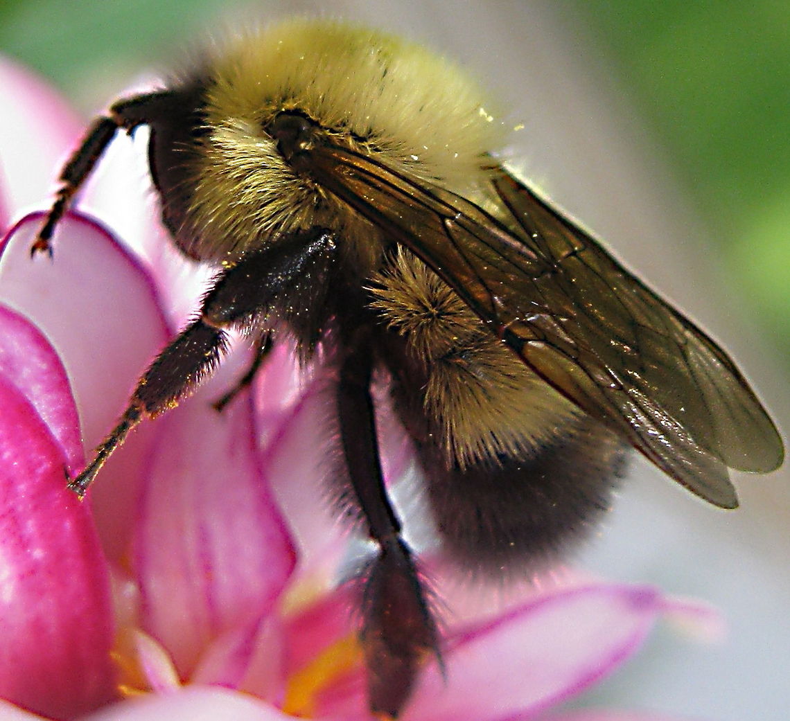 Common Eastern Bumble Bee (Bombus impatiens) This bumble bee is a common visitor to any flower garden.  Bombus impatiens,Geotagged,United States