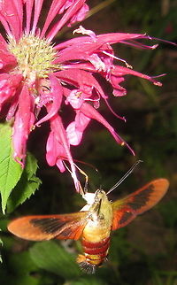 Hummingbird Moth This fast little flyer loves nectar from flowers. A common visitor to my Bee Balm, he's a tough one to capture in a photo. Geotagged,Hemaris thysbe,Hummingbird Clearwing,United States