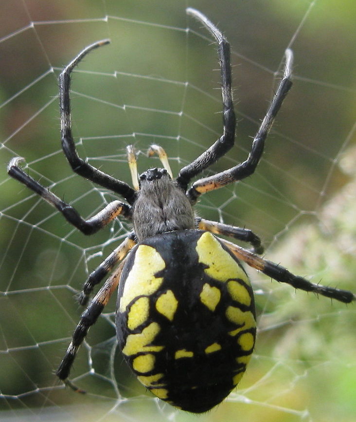 Black and Yellow Garden Spider A large spider, easily spotted due to its bright yellow and black abdomen, is a common visitor to gardens. Although the size of this spider is quite intimidating, it is perfectly harmless to humans. Argiope aurantia,Black and Yellow Garden Spider,Geotagged,United States