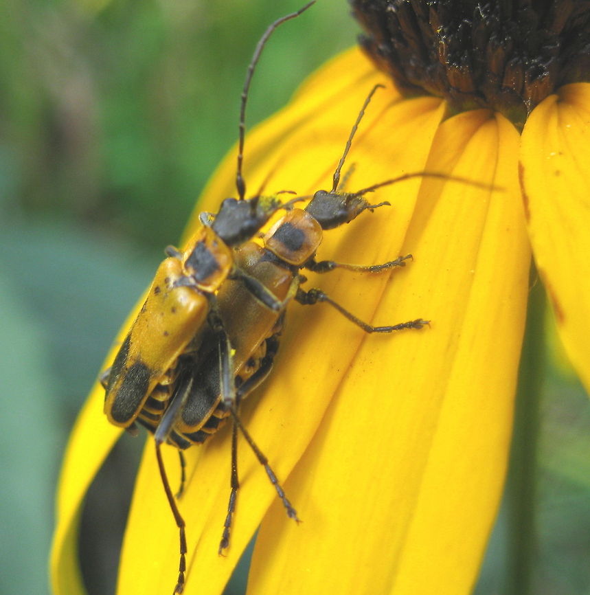 Mating Pennsylvania Leatherwing Beetles Goldenrod soldier beetles or Pennsylvania Leatherwing Beetles are shown here mating on the petal of Rudbeckia (black-eyed susan). Chauliognathus pensylvanicus,Geotagged,Goldenrod soldier beetle,United States