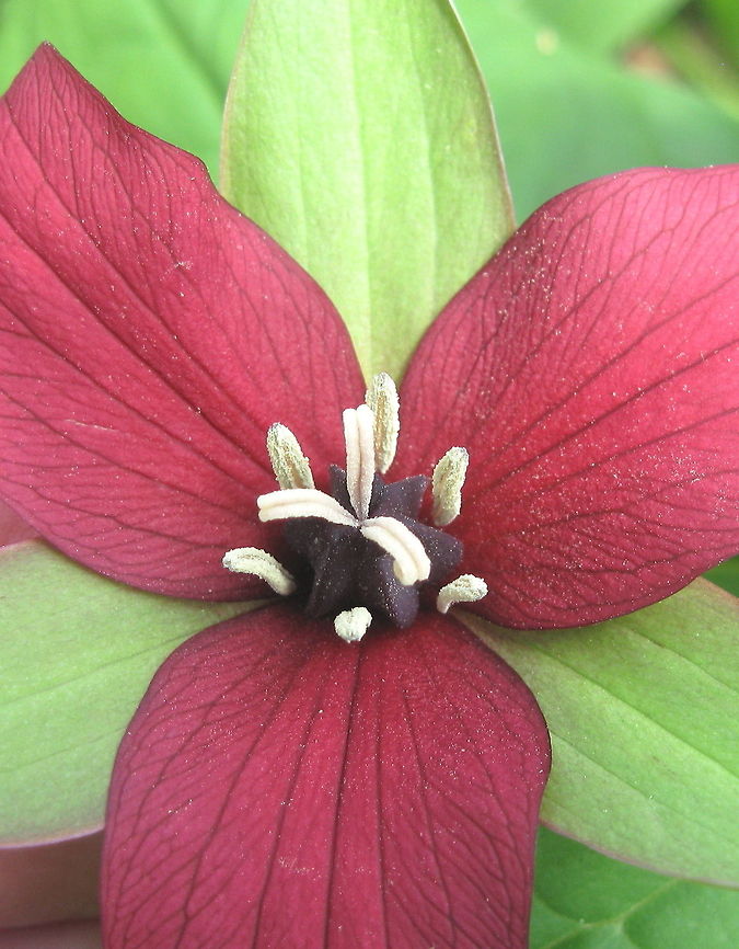 Red Trillium, Stinking Benjamin (Trillium erectum) A member of the Lily family, red trillium is also known as stinking Benjamin because of its unpleasant odor. It grows in rich, moist woodlands and blooms from April to June. Geotagged,Trillium erectum,United States