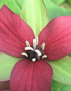 Red Trillium, Stinking Benjamin (Trillium erectum) A member of the Lily family, red trillium is also known as stinking Benjamin because of its unpleasant odor. It grows in rich, moist woodlands and blooms from April to June. Geotagged,Trillium erectum,United States