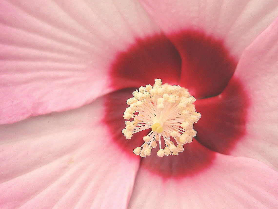 Hibiscus syriacus (Rose of Sharon, rose mallow, St. Joseph's rod) This beautiful flowering bush is the national flower of South Korea, where it&#039;s symbolic significance is derived from the Korean word &quot;mugung&quot; which means &quot;eternity&quot; or &quot;inexhaustible abundance&quot;. The flower ranges in colors of white, red, purple and blue. Geotagged,Hibiscus syriacus,Rose of Sharon,United States
