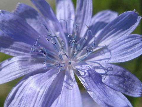 Cichorium intybus (Common Chicory, blue daisy, blue dandelion, coffeeweed) A lovely colored wild plant that grows along roadsides, the petals are paper-like and usually bright blue, as pictured here. Cichorium intybus,Common Chicory,Geotagged,United States