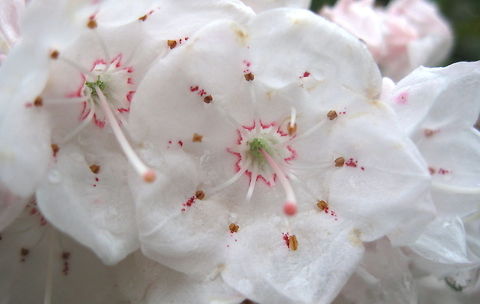 State flower of Pennsylvania....Mountain Laurel This lovely evergreen shrub produces delicate white or pink flowers and is a member of the blueberry family. Geotagged,Kalmia latifolia,United States