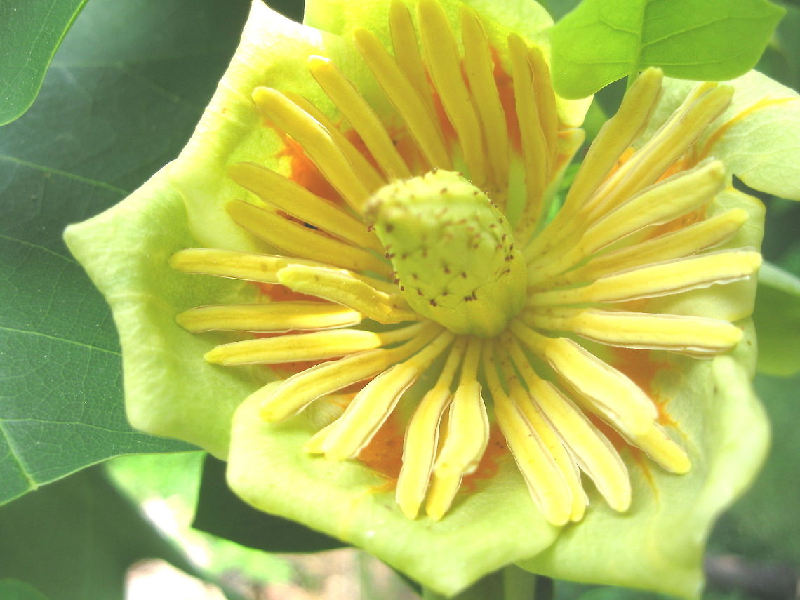 Tulip-like flower from a Tulip Poplar Tree This is the flower of a tulip poplar (also referred as white or yellow poplar) but it is actually a member of the magnolia family. I am lucky to have this great looking tree in my back yard in Kane PA. Geotagged,Liriodendron tulipifera,United States
