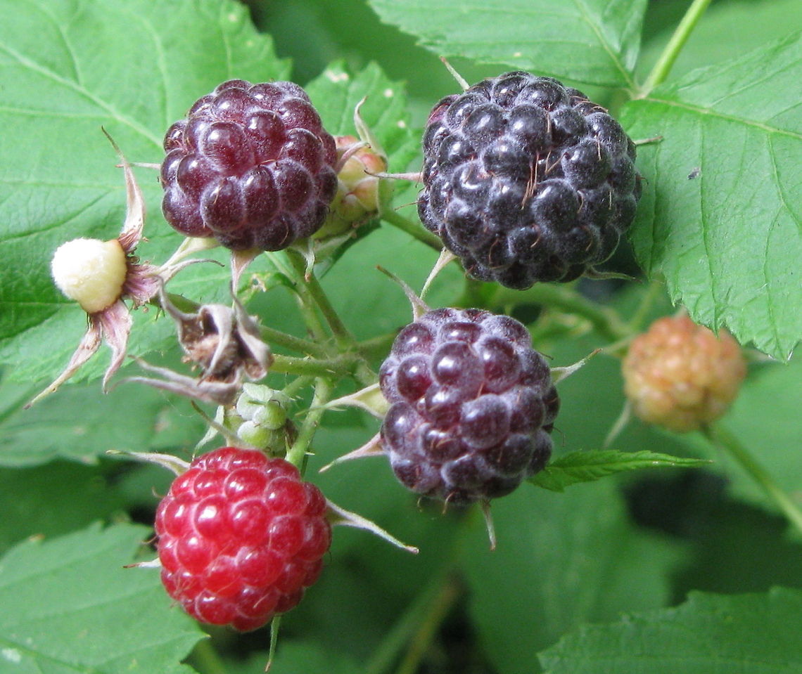 The life of a black raspberry (Rubus occidentalis) There are several black raspberry bushes on my property. It&#039;s usually a race between me and all of the wildlife in the yard to get to the ripe ones! This pictures shows the stages of a raspberry&#039;s life, from immature to ripe to .....well, picked and eaten! Geotagged,Rubus occidentalis,United States
