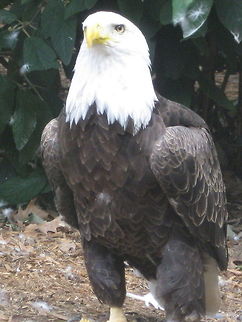Bald Eagle (Haliaeetus leucoephalus) This majestic bird of prey is a rescue bird that now resides in the aviary in Pittsburgh PA. I have seen several in northwestern PA but could never get close enough to get a great photo like this. Bald Eagle,Geotagged,Haliaeetus leucocephalus,United States