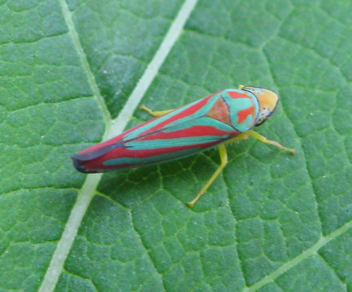 Red-banded Leafhopper What a wonderful surprise this colorful specimen was! I wasn't even sure he was real when I spotted him on a leaf in the yard. Candy-striped leafhopper,Geotagged,United States