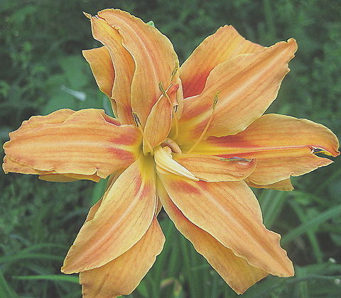 "Kwanso" Day Lily This lovely orange day lily is a great addition to my garden. Day lilies are very easy to grow and they come in many different colors and sizes. Geotagged,Hemerocallis fulva,United States