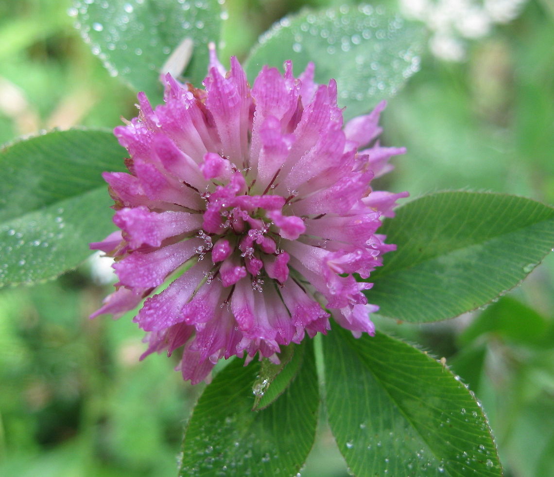 Red clover after the rain Most consider clover to be a weed in their lawns and will use poison to get rid of it. I find it to be interesting and quite beautiful. I never use poisons of any kind, for any reason. Geotagged,Red clover,Trifolium pratense,United States