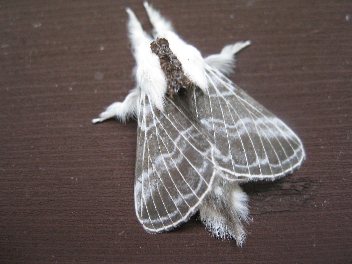 Furry moth (Tolype velleda) I found this furry white and grey moth on the cherry tree beside my house. He stayed for most of the day and when he landed on my porch I got this great shot of him. Geotagged,Tolype velleda,United States