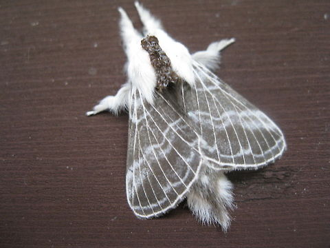 Furry moth (Tolype velleda) I found this furry white and grey moth on the cherry tree beside my house. He stayed for most of the day and when he landed on my porch I got this great shot of him. Geotagged,Tolype velleda,United States
