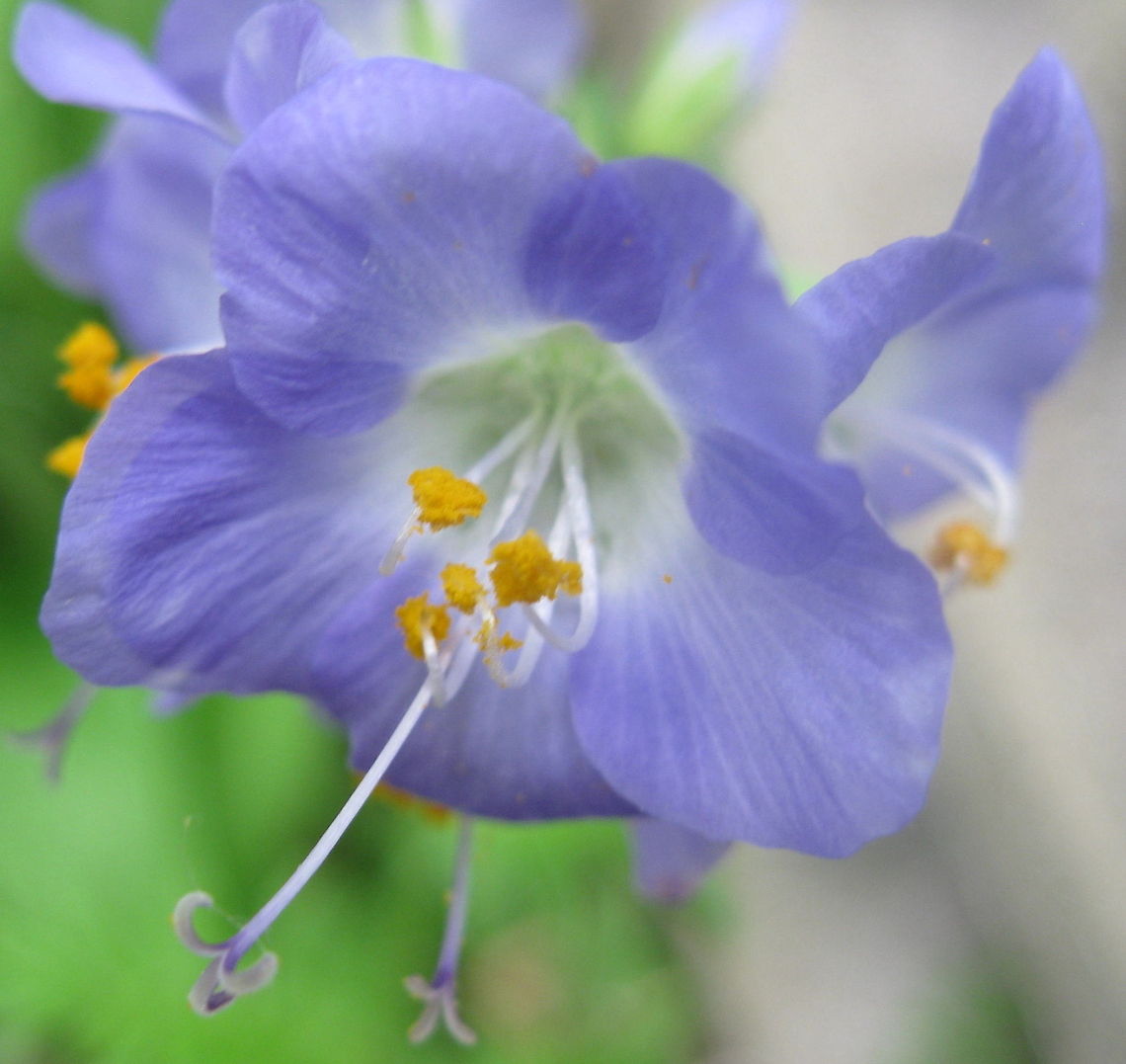 Jacob's Ladder or Greek Valerian A delicate flower that I look forward to seeing bloom every year. I have it planted in several different areas in my garden and it continues to amaze me. Geotagged,Jacob's Ladder,Polemonium caeruleum,United States