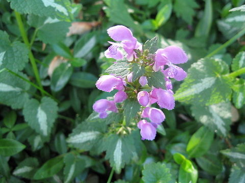 Spotted Dead Nettle, Pink Lamium, Pink Pewter A great ground cover, pink lamium grows wherever I stick it. It blooms from spring until fall and depending whether it is in full shade, full sun or somewhere in between, the color ranges from a bright pink (as depicted in this photo) to a shade of lavender or purple. It is one of the most care-free ground covers I have ever planted. Geotagged,Lamium maculatum,United States