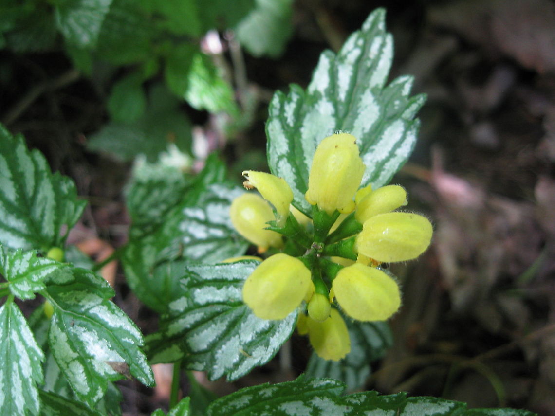 Yellow lamium groundcover A member of the mint family, this plant was given to me by a friend that also loves to garden. The cluster of yellow flowers only last a few weeks but the green and white leaves are very showy spring, summer and fall. Geotagged,Lamium galeobdolon,United States,Yellow Archangel
