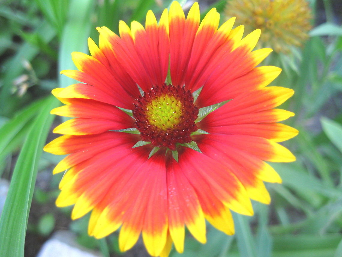 Common blanketflower The bright orangish-red flower with a yellow tip on the petals adds quite a &quot;splash&quot; of color to my garden. Gaillardia aristata,Geotagged,United States