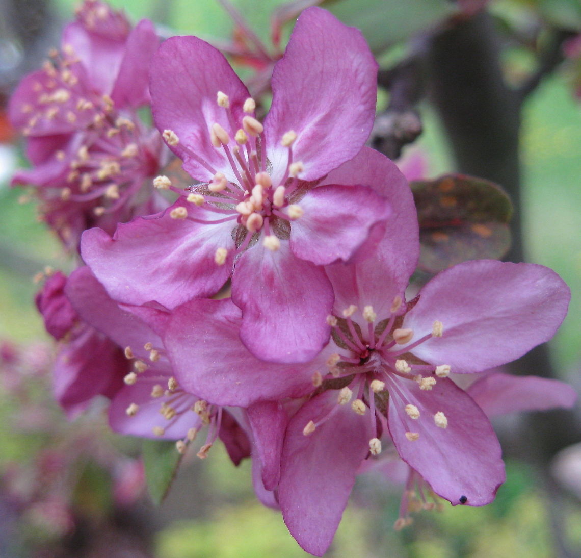 Pink flowering crabapple tree This beautiful crabapple tree produces pretty pink flowers in the spring. The fruit from this crabapple clings to the tree through the winter, providing food for birds. Apple,Geotagged,Malus domestica,Malus fusca,Malus × micromalus,United States
