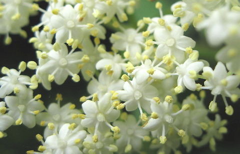 Flower of the common elderberry bush Several of these bushes make a nice hedge on the west side of my property. It's a very attractive bush when in full bloom and the berries are eaten by many different species of birds. Geotagged,United States