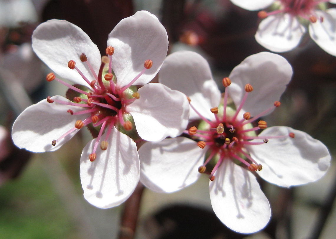 Flower of a sand cherry bush I have 2 of these beautiful purple leafed bushes and they are stunning in the springtime. As shown in the photograph, the flowers are small, white, delicate blooms. Geotagged,Prunus pumila,Prunus &times; yedoensis,United States