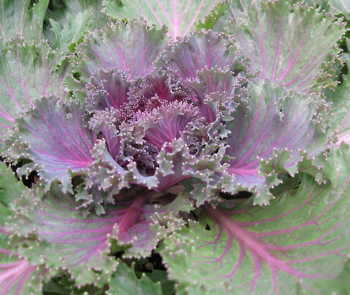 Ornamental kale (Brassica oleracea) A beautiful addition to any garden, ornamental kale has become a very popular plant due to its lovely colorful leaves. Brassica oleracea,Geotagged,United States