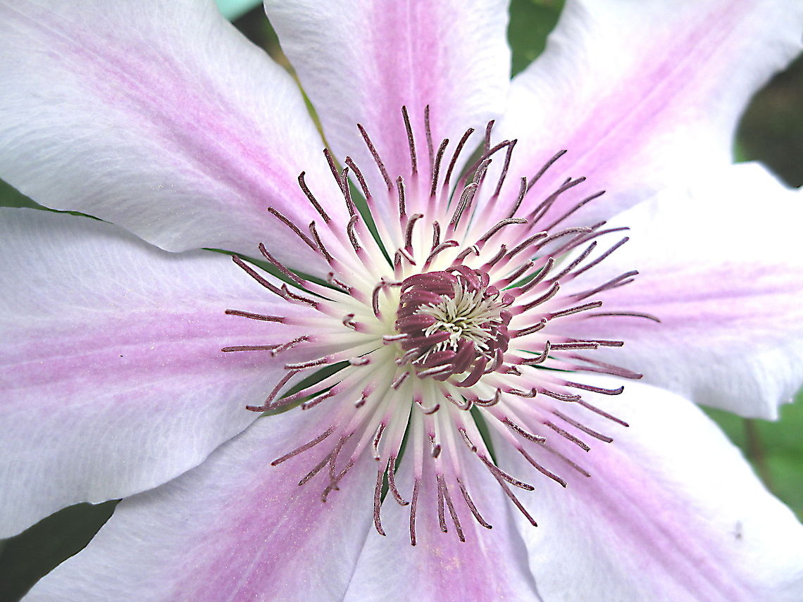 "Nelly Moser" clematis flowering vine A stunningly beautiful flower, this Nelly Moser is a great climber. This picture was taken at a friend&#039;s house in Bradford PA. Clematis lanug,Clematis lanuginosa,Geotagged,United States