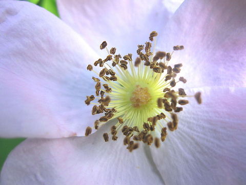 Dog rose My grandmother had these wild rose bushes all over her property and she told me they were called dog roses. When she passed away all of my sisters and I took home one bush. I look forward to seeing them bloom every year because they remind me of her. Dog Rose,Geotagged,Rosa canina,United States