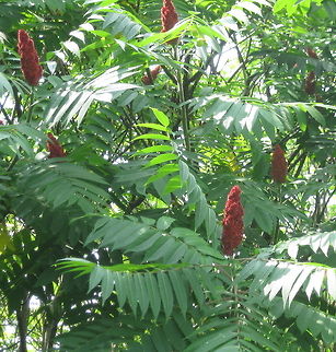 Staghorn sumc (Rhus typhina) At one time, there was only one big sumac tree in my backyard. It was knocked over in a big storm and ever since that, they sprout up everywhere, creating  a small forest of them. The red fruits they produce provide a wonderful food supply in the winter for several species of birds. Geotagged,Rhus typhina,Staghorn Sumac tree,United States