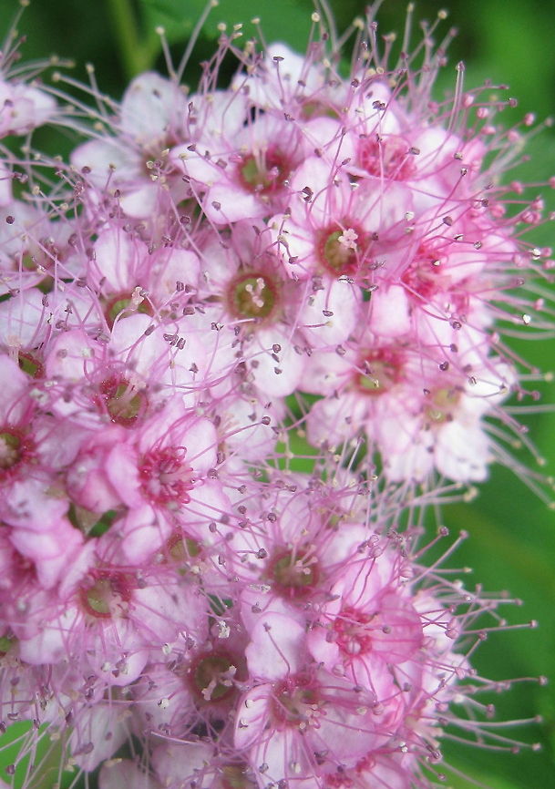 Goldflame Spiraea (Spiraea japonica) A very pretty bush with leaves that have a golden tint and tight clusters of pink flowers. I have two of these bushes by my front door so I get to see them when I leave the house and when I return! Geotagged,Japanese spiraea,Spiraea japonica,United States