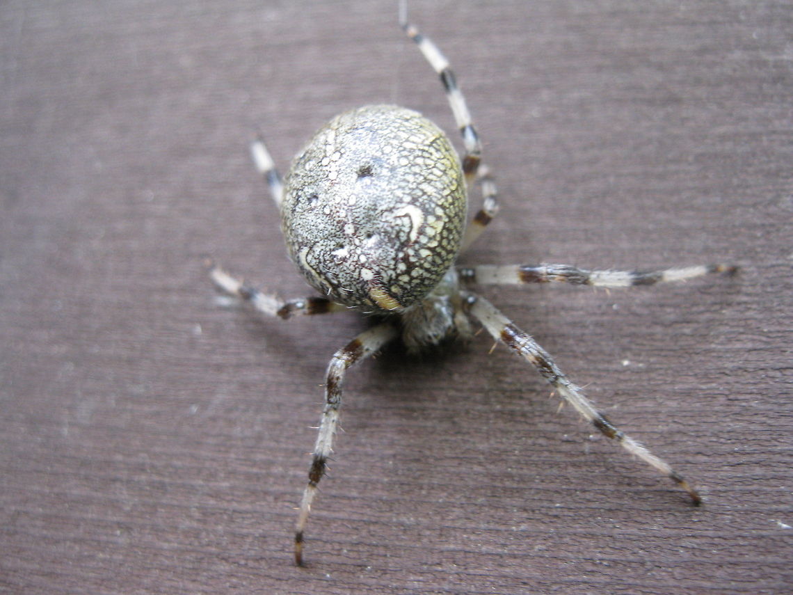 Marbled orb-weaver spider There are many different spiders in my garden, ranging from small to large, with interesting webs and every color imaginable. This orb-weaver is obviously called Marble due to its marble-like abdomen.  Araneus marmoreus,Geotagged,Marbled orb-weaver,United States