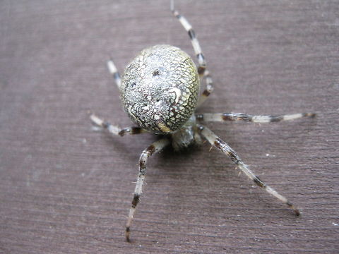 Marbled orb-weaver spider There are many different spiders in my garden, ranging from small to large, with interesting webs and every color imaginable. This orb-weaver is obviously called Marble due to its marble-like abdomen.  Araneus marmoreus,Geotagged,Marbled orb-weaver,United States