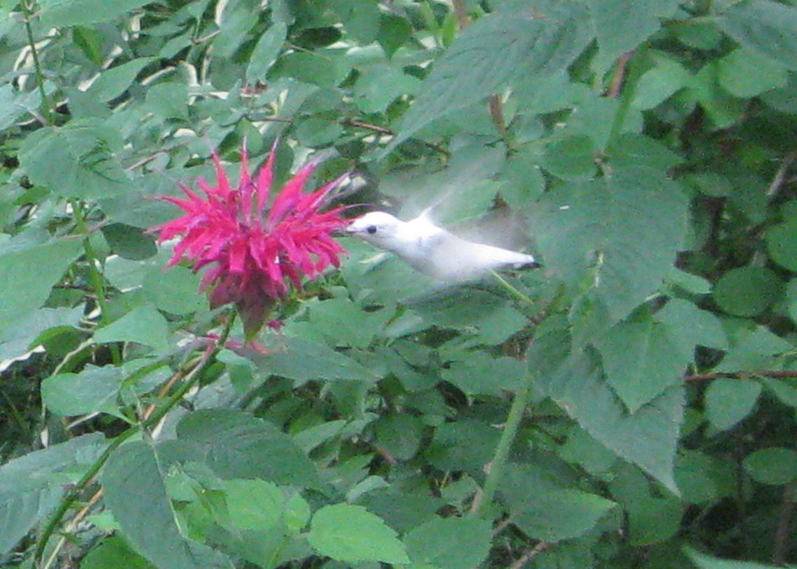 A white Ruby-throated hummingbird enjoying red bee balm (Monarda didyma What a rare and beautiful site! This white hummingbird has been visiting my yard for 3 days now. Not an albino (which would have pink eyes, beak and feet) this is still a very unusual sight! Called a leucistic because of its black beak, eyes and feet) I have tried to get in touch with experts and let them know this fabulous bird has been a regular visitor to my bee balm and hummingbird feeder. I have many pictures, from many different angles. It is definitely not an albino. Archilochus colubris,Geotagged,Ruby-throated hummingbird,United States