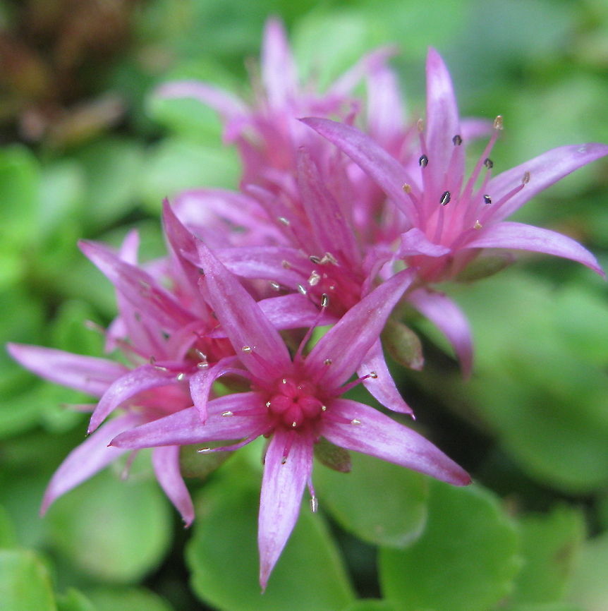 Dragon's Blood, Rockress (Sedum spurium) This fast growing ground cover is a great plant that will spread rapidly when planted in full sun. A flowering succulent that is a fabulously colored "blood red", it blooms from late July throughout September. I use this ground cover in places that nothing else will grow. <br />
<br />
<br />
Geotagged,Rockcress,Sedum spurium,United States