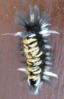 Milkweed Tiger Moth caterpillar (Euchaetes agle) An eye-catching caterpillar, this black, orange and white hairy crawler was noticed at Kiasutha Campgrounds near Kane PA. There's no question to why it is called a "tiger moth" because of the familiar striping of a tiger. Euchaetes egle,Geotagged,Milkweed Tussock Moth,United States
