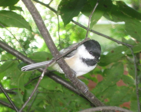 Black-capped Chickadee (Poecile atricapillus) sitting on a Cherry tree branch. These friendly little song birds are a constant visitor to our yard in Kane PA. Their call sounds like they are singing "chickadee-dee-dee-dee" They love to take one seed at a time from the feeder and fly back to a tree branch to eat it. Black-capped Chickadee,Geotagged,Poecile atricapillus,United States