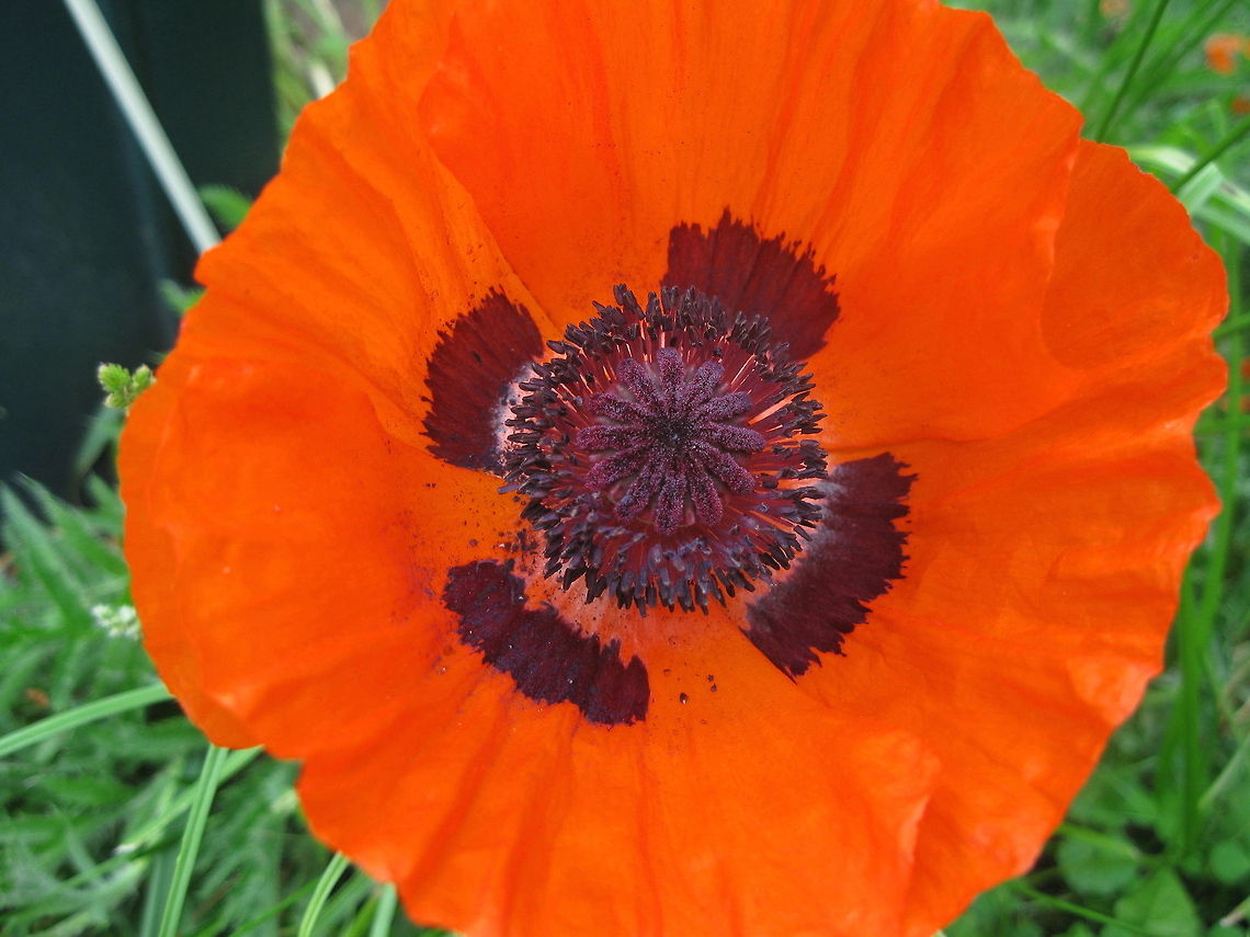Red Poppy flower A bright red round flower with a dark maroon to black center, this Red Poppy is a stand out in my Kane PA garden. Geotagged,Opium Poppy,Papaver somniferum,United States