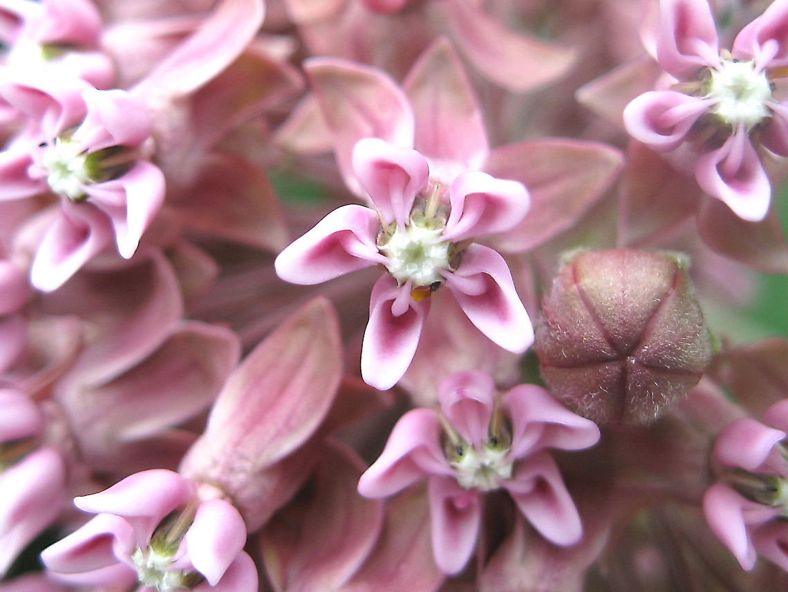 Flower of the common milkweed plant (Asclepias syriaca) The pink flowers of the common milkweed plant or silky swallow-wort plant attracts butterflies and thrives in sunny areas. Asclepias syriaca,Geotagged,United States