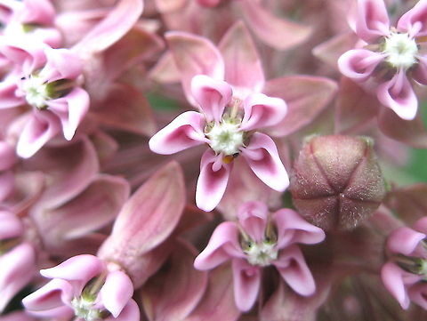 Flower of the common milkweed plant (Asclepias syriaca) The pink flowers of the common milkweed plant or silky swallow-wort plant attracts butterflies and thrives in sunny areas. Asclepias syriaca,Geotagged,United States