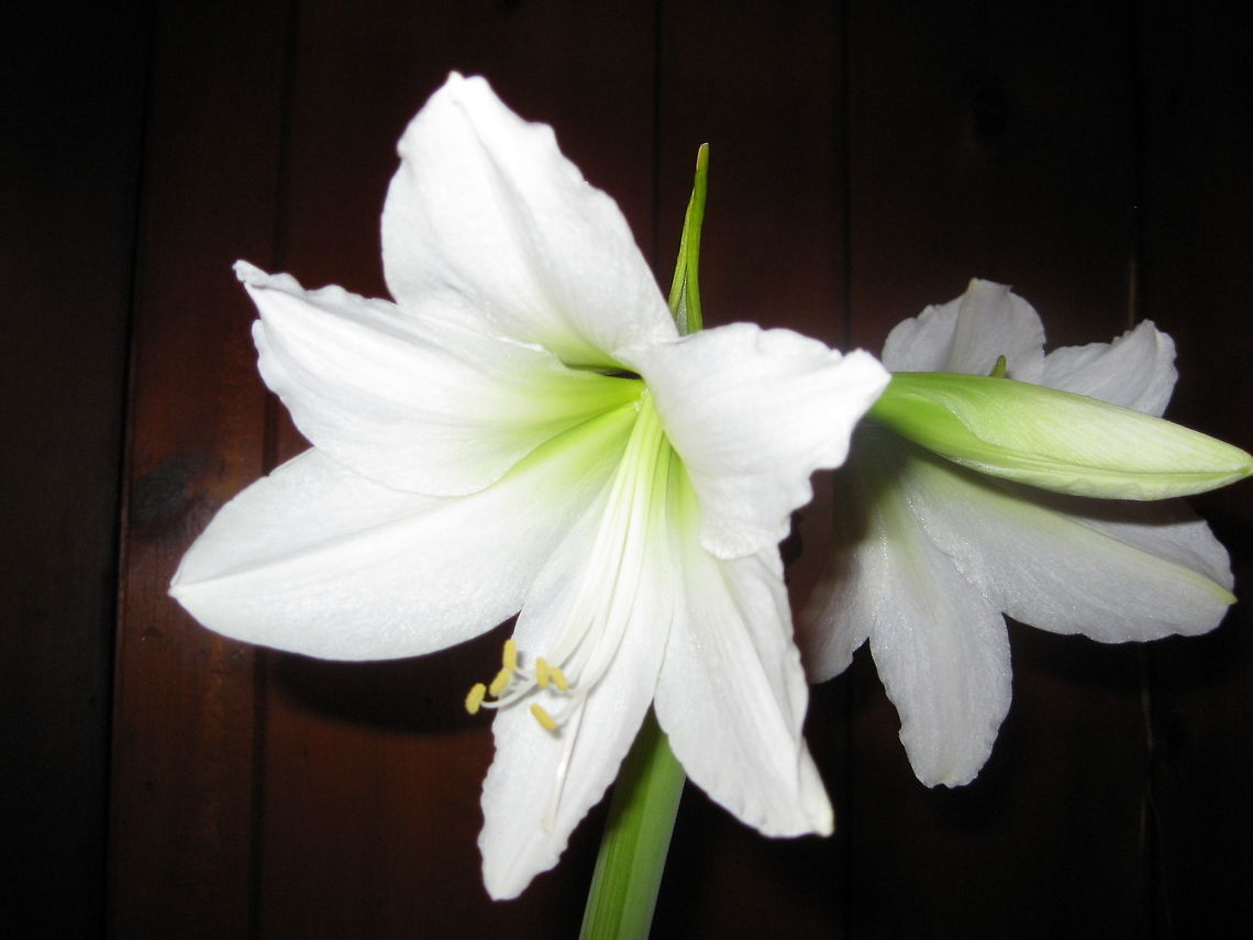 Easter Lily (Hippeastrum) This showy white flower has a sweet fragrance and is a tradition in my family to have one in the house at Easter time. Geotagged,United States
